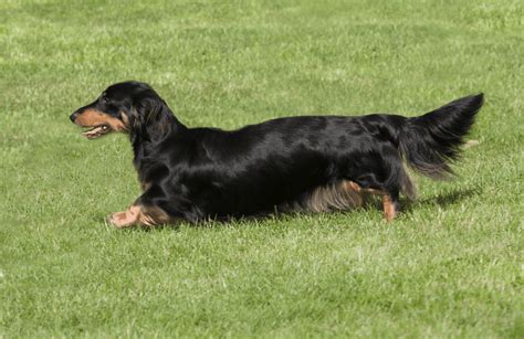 The Long Haired Dachshund Owner Guide And Facts Animal Corner