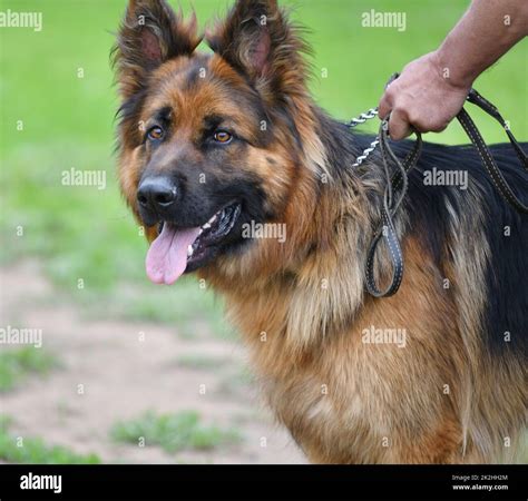 Dog Breed German Shepherd Stock Photo Alamy