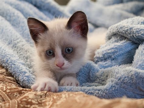 Snowshoe Cat Breed Profile Personality Facts