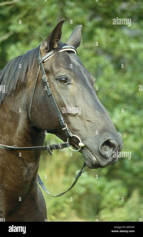 Oldenburger Horse German Warmblood Equus Przewalskii F Caballus