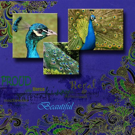 Peacock Montage By Diane For More Like This See My Board Proud As A