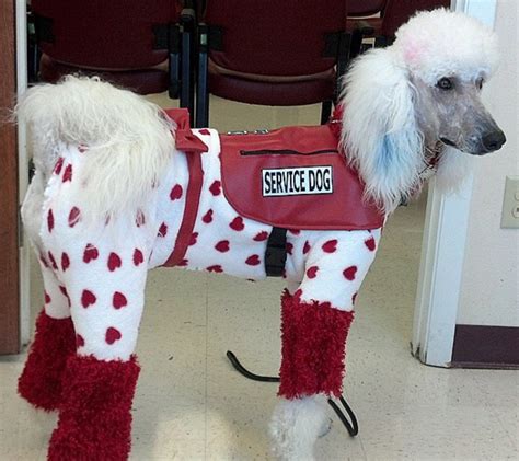 The explosion of fake service dogs in the last five years has caused severe collateral damage to the real service dogs and their owners. An End to Fake Service Dogs? - Page 3 - Poodle Forum ...
