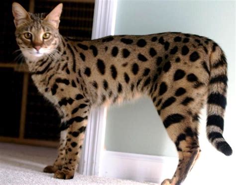 Corak mirip harimau menjadi ciri khas dari kucing ras kucing bengal terkenal karena memiliki bulu yang bercorak menyerupai harimau atau macan. Blog Kita Semua: 5 Jenis Kucing termahal Di Dunia