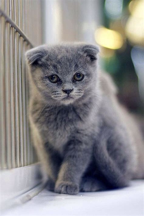 Aww Cat Breeds Kittens Cutest Scottish Fold