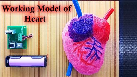 Here's a great desk for when you don't really want a computer desk at all but still need an occasional computer work area. Best Ever Working Model of Heart | Science Model of Human ...