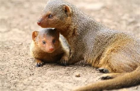 Mongoose Description Habitat Image Diet And Interesting Facts