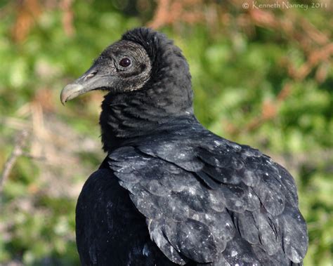 North Central Texas Birds Black Vulture