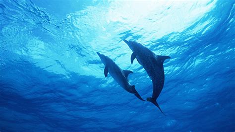 Dolphin Couple Hq Background Wallpaper 18740 Baltana