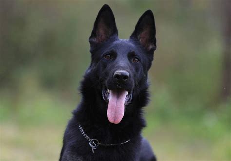 Black German Shepherd Complete Breed Guide 2020