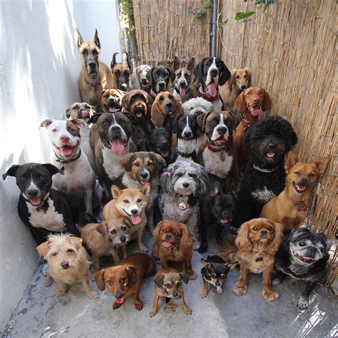 Look At This Pile Of 30 Dogs Posing And Looking Straight At The Camera
