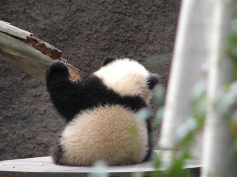 Yun Zi Jd Pandas Flickr