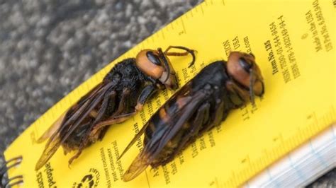 Ci mancava soltando l'invasione dei calabroni giganti, devono avere pensato gli apicoltori solo più tardi si è capito che il killer andava identificato in una specie che certi ricercatori chiamano calabroni. Il calabrone asiatico gigante, un pericolo per le api e l ...