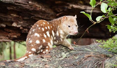 Spotted Tailed Quoll Australian Native Animals Nsw National Parks