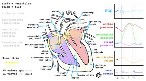 Headaches and dizziness online course: The cardiac cycle and the ECG, all together explained ...