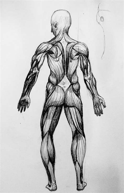 Muscular System Study On Behance