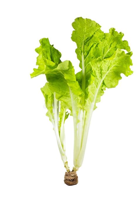 Fresh Green Lettuce Isolated Stock Photo Image Of Food Organic 34741708
