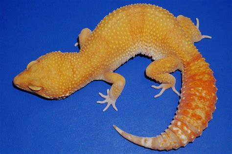 tsf3727 tremper sunglow leopard gecko female 68g geckos etc