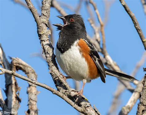 Spotted Towhee South Dakota Birds And Birding