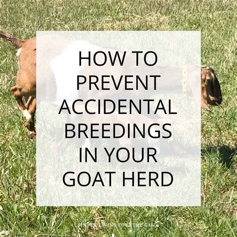how to keep goats from breeding simple living country gal