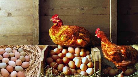 Raising Chickens For Eggs Rijals Blog