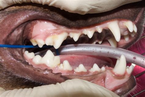 La Dentadura De Perros Y Su Cuidado Vets And Clinics