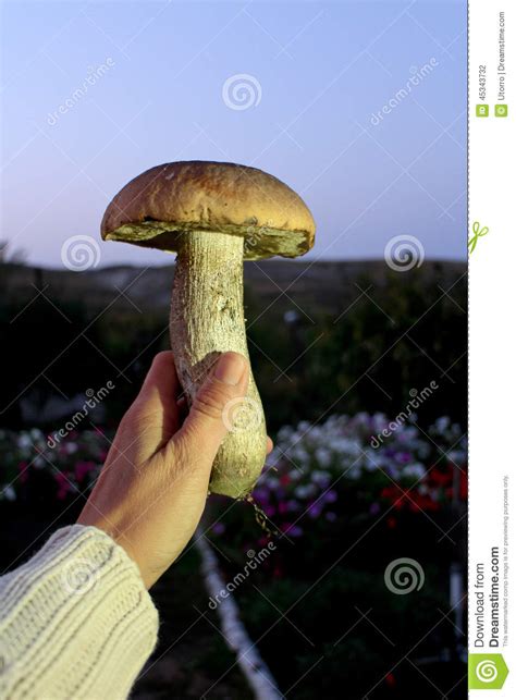 Large White Mushroom In Man Hand On Dark Background Stock Photo Image