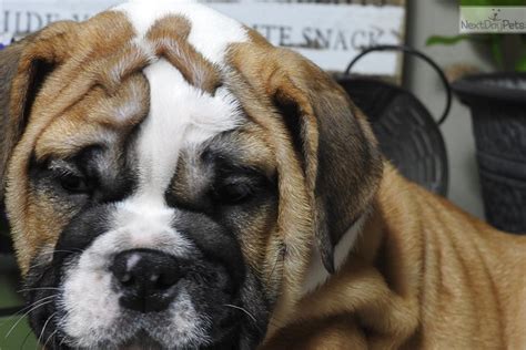 These english bulldog puppies located in oklahoma come from different cities, including, portland or, oologah, oklahoma city rex weve got an adorable akc certified english bulldog puppy ready for his forever home, hes a chocolate fawn merle triple carrier, green eyes. Pippa: English Bulldog puppy for sale near Tulsa, Oklahoma. | ac82d431-b861