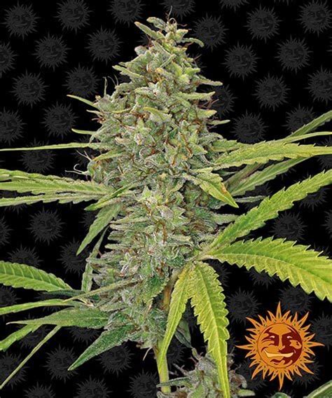 Atc code g01 gynecological antiinfectives and antiseptics, a subgroup of the anatomical therapeutic chemical classification system. G13 Haze - Frøbanken.dk