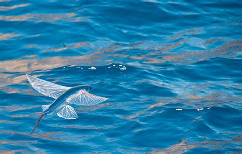 Tropical Two Wing Flyingfish Oceana