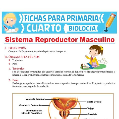 Aparato Reproductor Femenino Y Masculino Para Ni