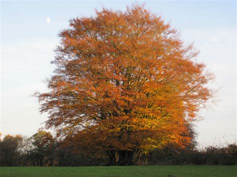 Beautiful Beech Tree In Autumn Colours By Uk Beech Tree