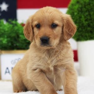 Kelsey Golden Retriever Puppy 646444 | PuppySpot
