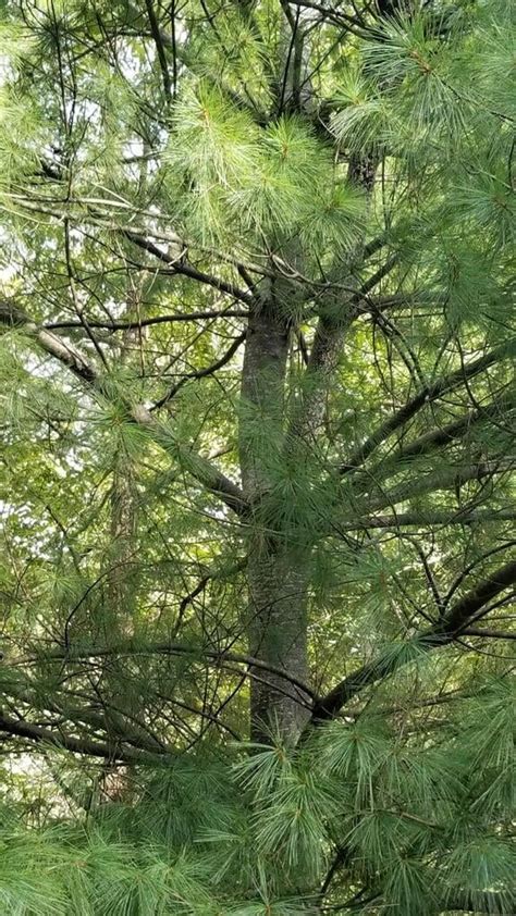 Pinus Strobus The Eastern White Pine Facts Habitat And Uses Your