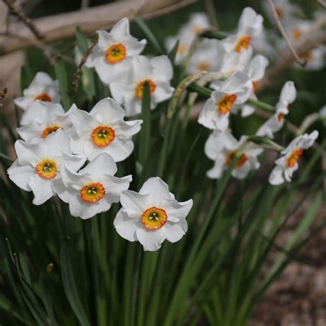 Daffodil Narcissus Actaea Longfield Gardens