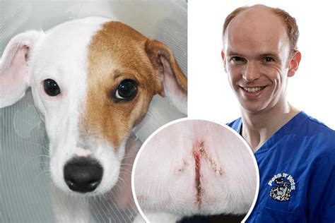 Glasgow Vet Performs Gender Reassignment Surgery On Confused Jack