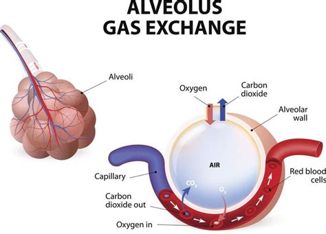 Alveolus Gas Exchange Process Respiratory System Respiratory