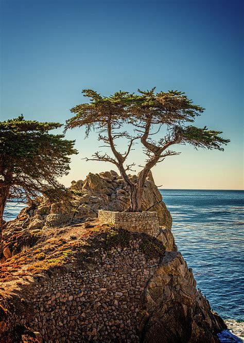 Lone Cypress Tree Photograph By James Hammond