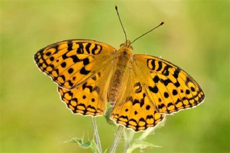 Ten Of The Worlds Rarest Species Of Butterflies And Where