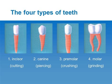 The 4 Unique Types Of Teeth Tindale Dental Penrith Dentist
