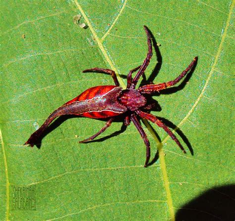 Biodiversity Capiz Drag Tail Spider