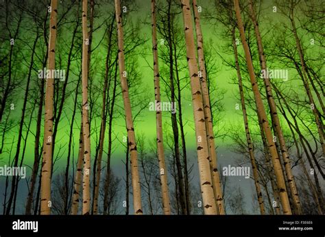 Northern Lights Aurora Borealis Dance Vividly Behind An Aspen Forest