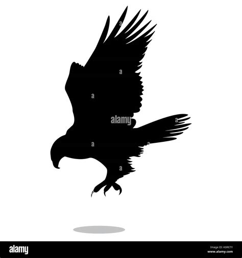 Hawk Eagle Falcon Bird Black Silhouette Animal Vector Illustrator