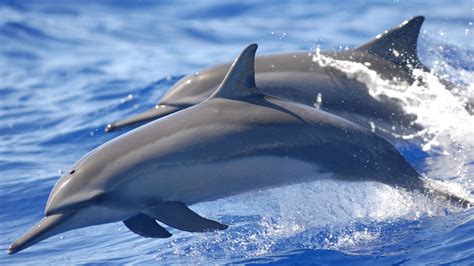 Egypt Tourism 4k Gray Daytime 5k Two Hamata Spinner Dolphin