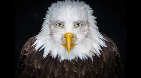 Staring Eagle Know Your Meme