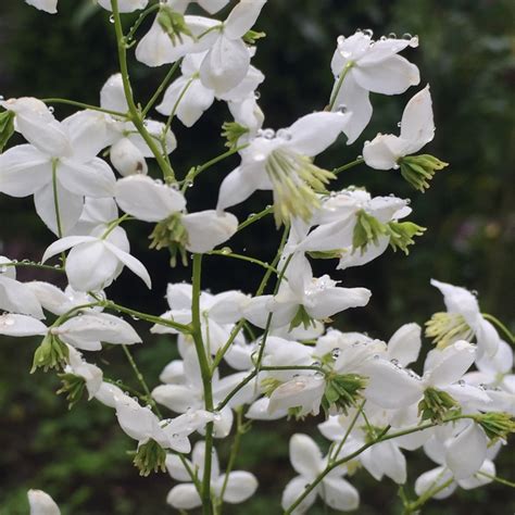 Thalictrum Splendide White White Meadow Rue In Gardentags Plant