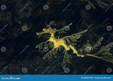 Leafy Seadragon Phycodurus Eques Stock Photo Image Of Australia Bony