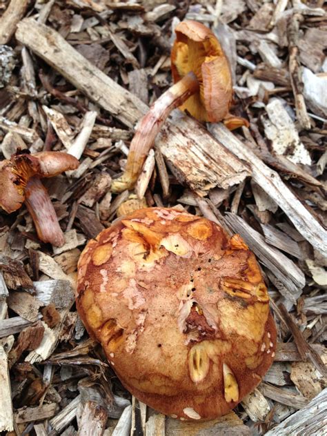 Help Identifying Mushroom Hunting And Identification Shroomery