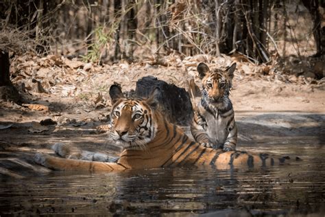 Book Bandhavgarh Tour Packages At The Best Price