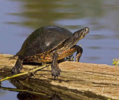 Complete Guide On Types Of Water Turtles With Pictures 2020
