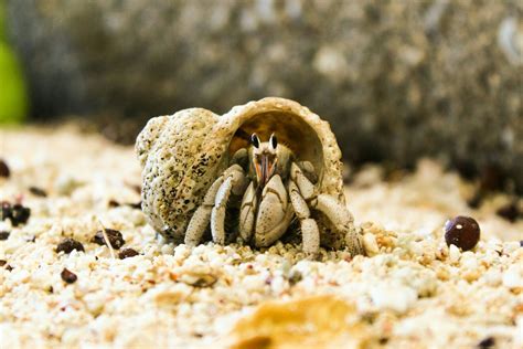 How To Set Up A Sand Tank For Pet Hermit Crab